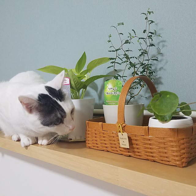 minesako163さんの実例写真