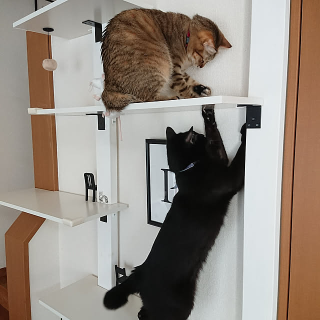 maikyさんの実例写真