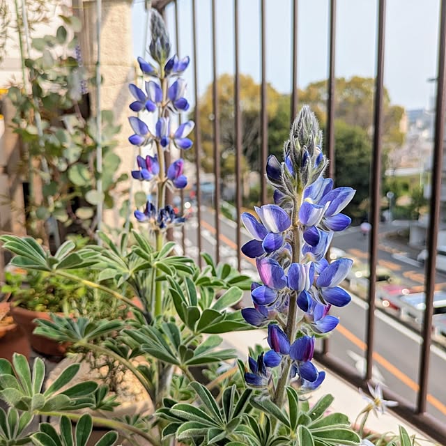 mi-saさんの実例写真