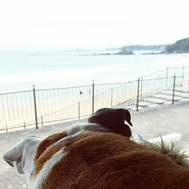 panchobiさんの実例写真
