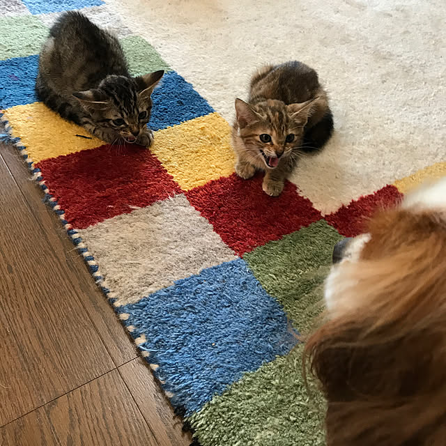 pepeさんの実例写真