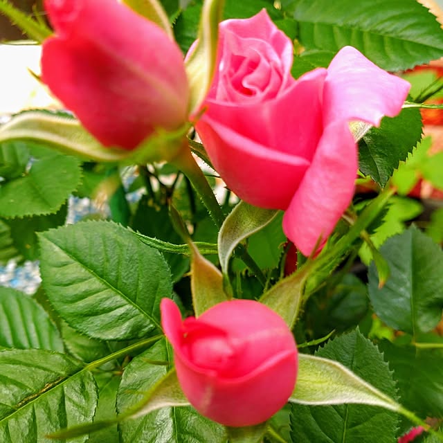 babaさんの実例写真