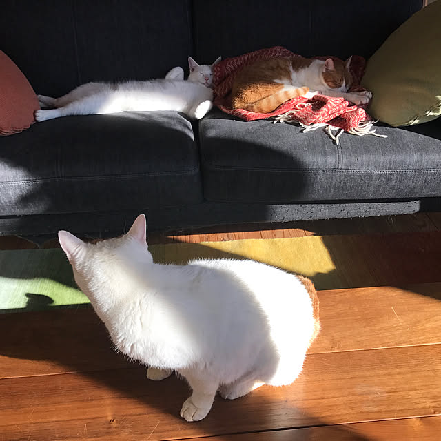 sakurasakuさんの実例写真