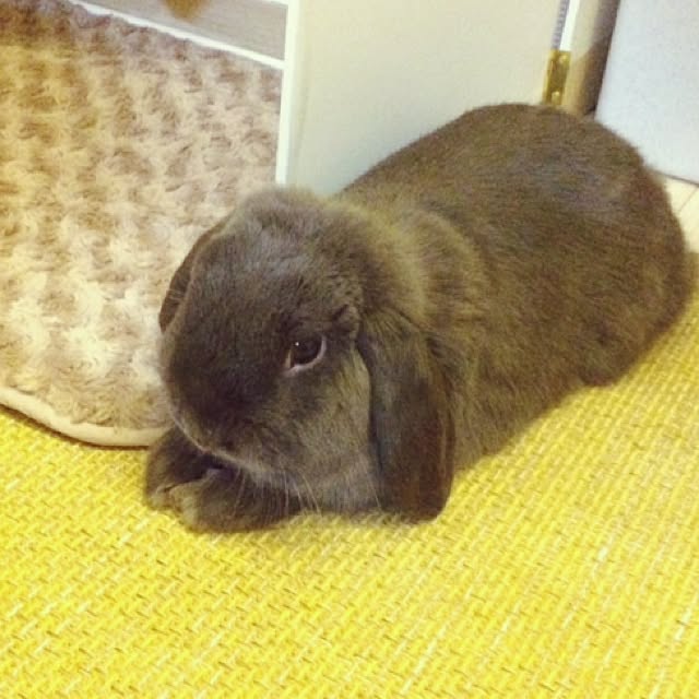 calminさんの実例写真