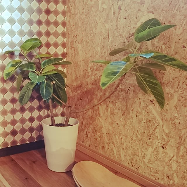 Ayumiさんの実例写真