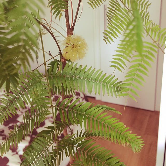 ベッド周り/観葉植物/カフェ風のインテリア実例 - 2017-08-13 15:25:19