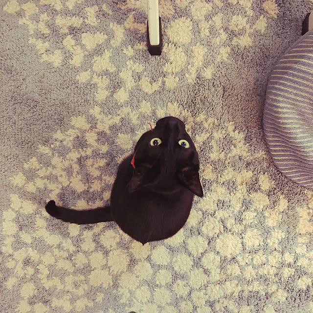 jijiさんの実例写真