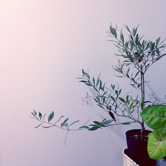 yuccoさんの実例写真