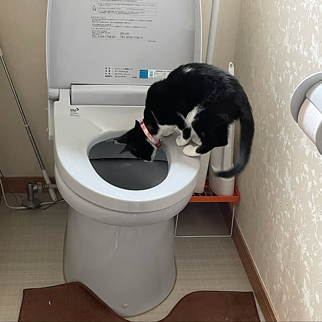 猫と暮らす家/バス/トイレのインテリア実例 - 2022-10-22 11:31:46