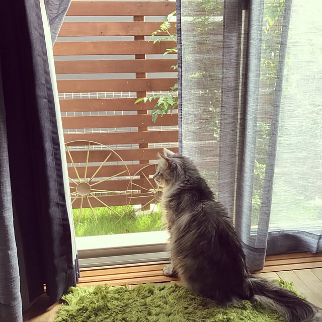 miiさんの実例写真