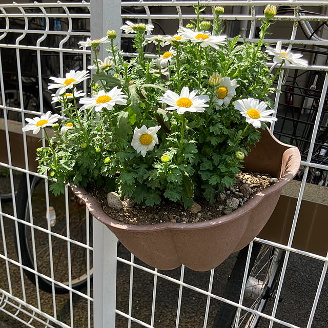 shokoさんの実例写真