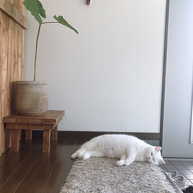 kotoriさんの実例写真