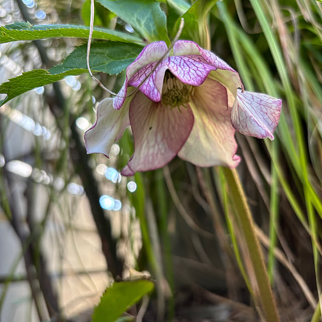 mameshibaさんの実例写真