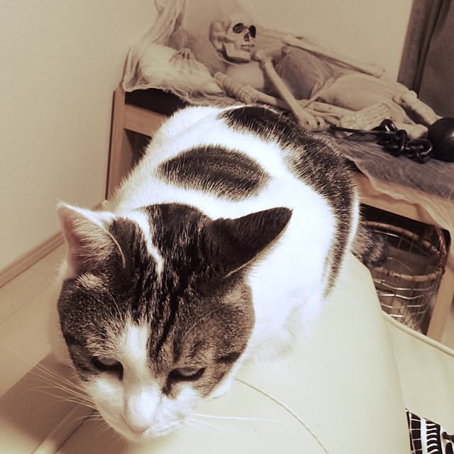tigerさんの実例写真
