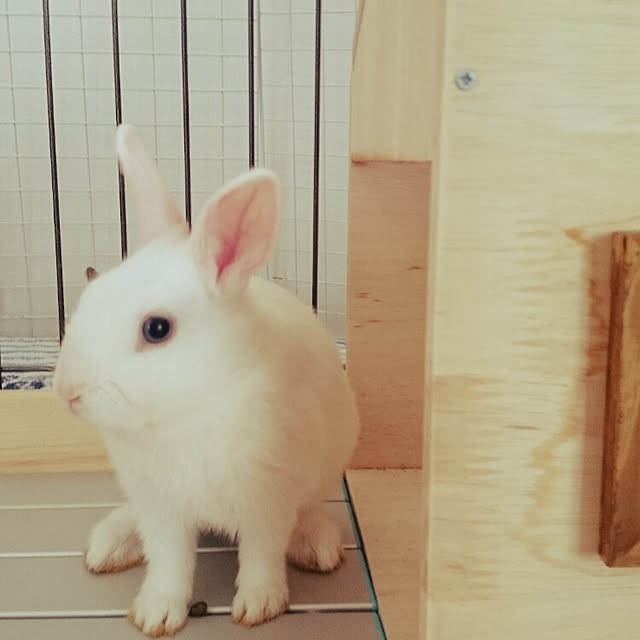 emiさんの実例写真