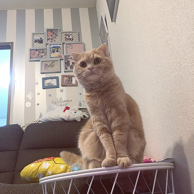 erichanさんの実例写真