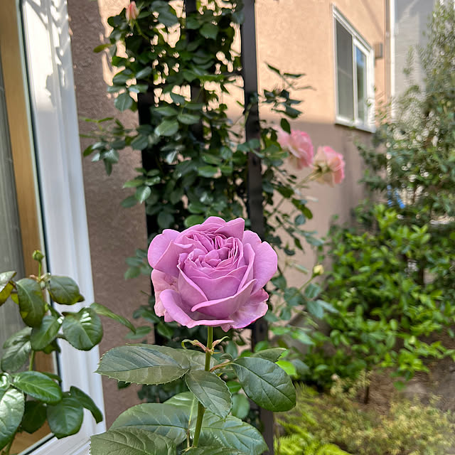 お庭の手入れの季節だね/オリーブの木/フェイジョアの木/ばらの花/玄関/入り口のインテリア実例 - 2023-06-01 14:01:19