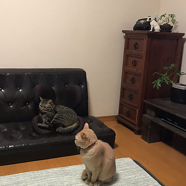 mikan161さんの実例写真