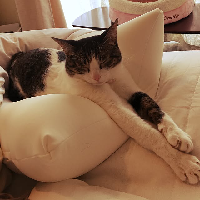 Shihoさんの実例写真