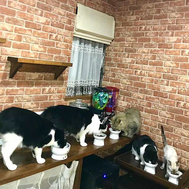 butachanさんの実例写真