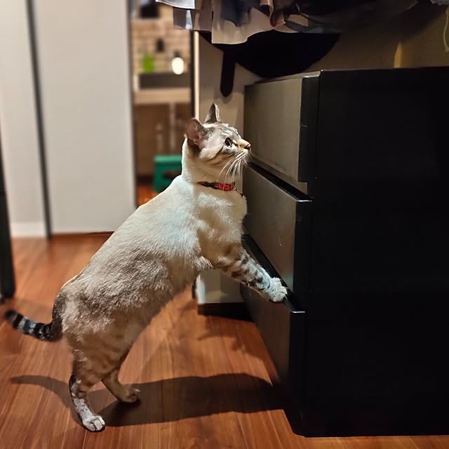 Atelier_tamakiさんの実例写真