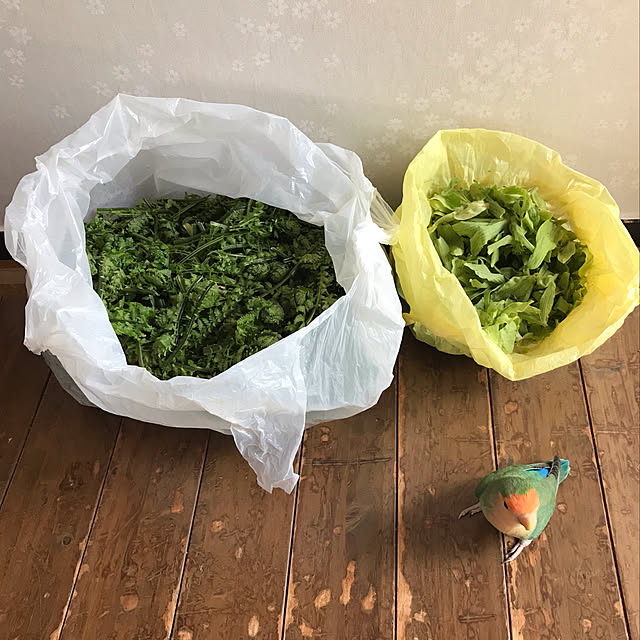 aoinokimiさんの実例写真