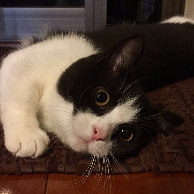 butachanさんの実例写真