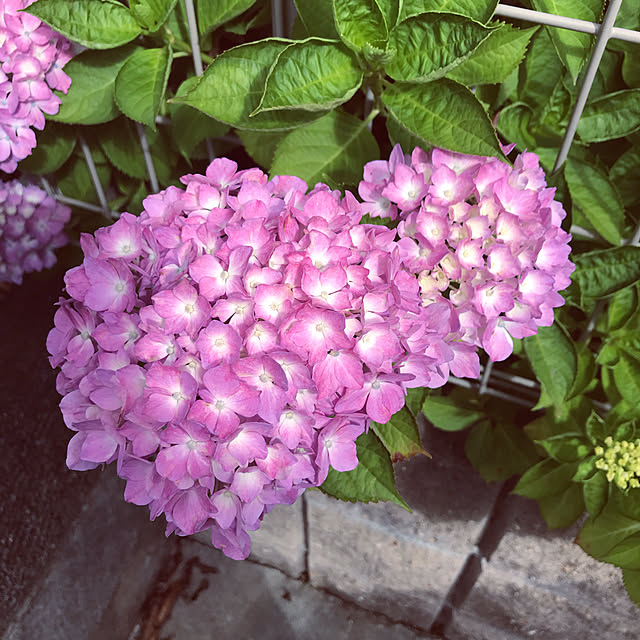 2019.6.18/今年も咲いた/紫陽花/RCの出会いに感謝♡/兵庫県...などのインテリア実例 - 2019-06-18 21:37:16