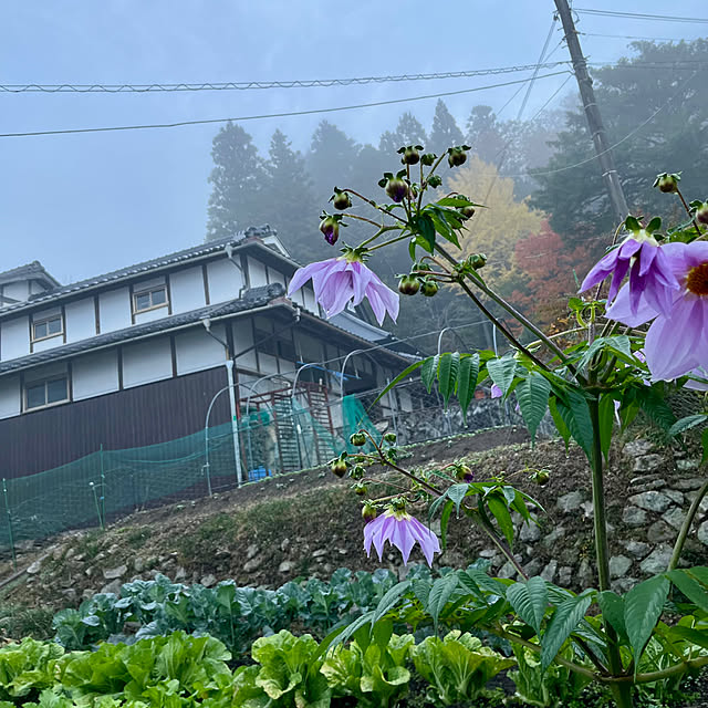 cotaさんのお部屋の写真