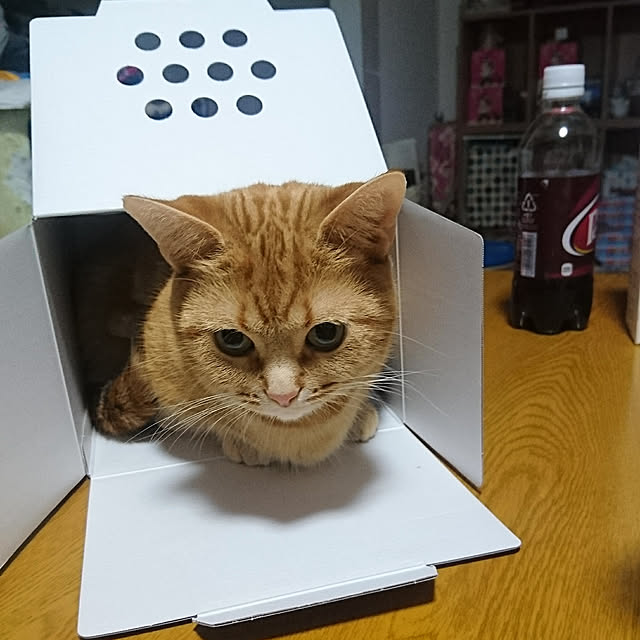 shinobuさんの実例写真