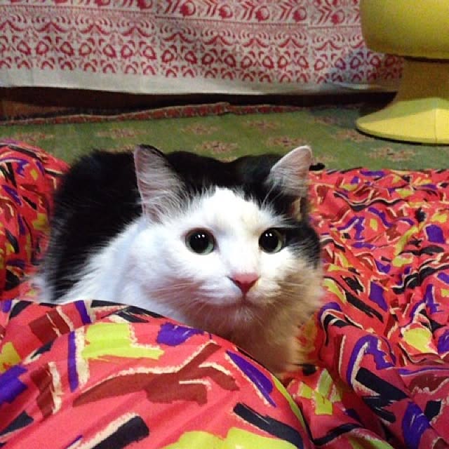 matatabi88さんの実例写真