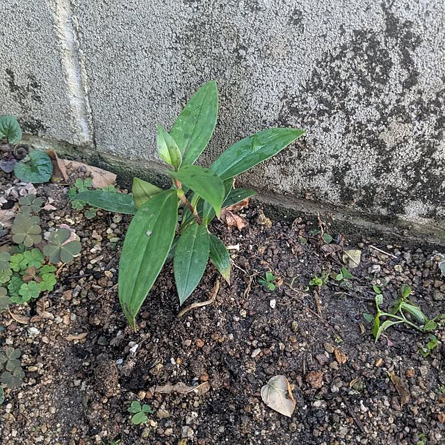 machikomamaさんの部屋