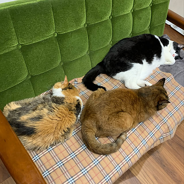 mikeume7さんの実例写真
