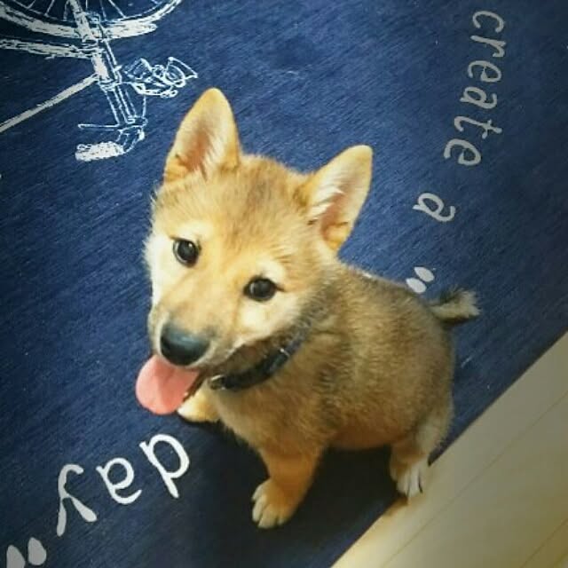 pillowsさんの実例写真