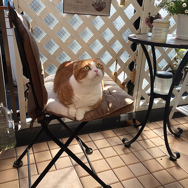 chirurunさんの実例写真