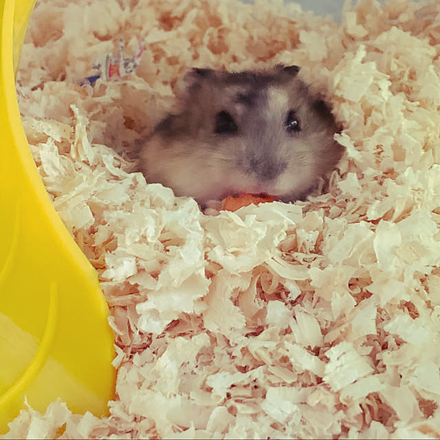 smoopyさんの実例写真