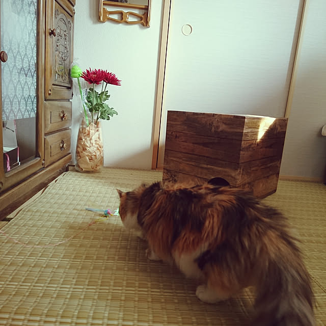 mo.a.i.さんの実例写真