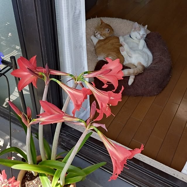 NOAHさんの部屋