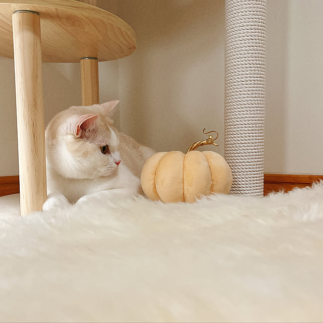 madeleineさんの実例写真