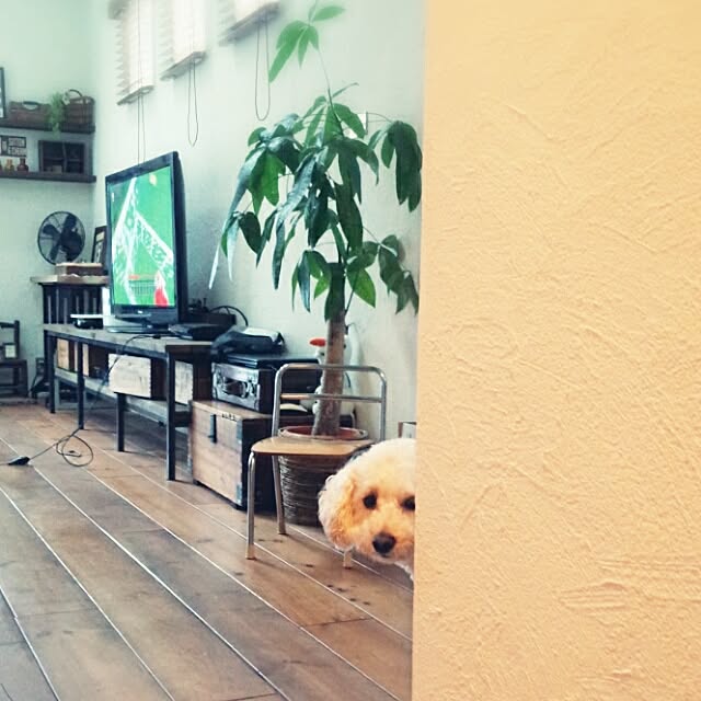 misaさんの実例写真