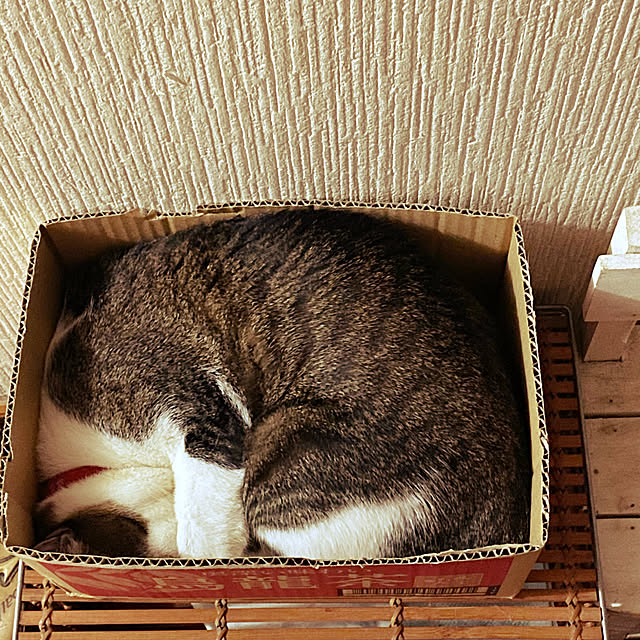 uruさんの実例写真