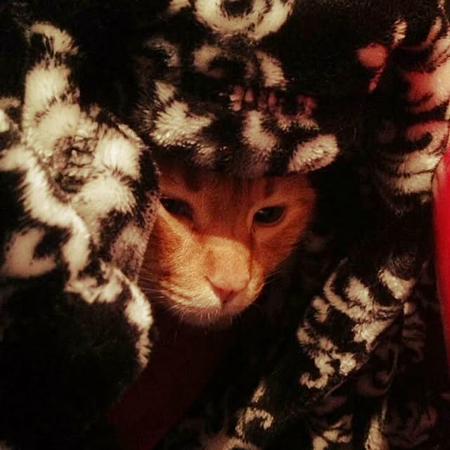 roxanneさんの実例写真