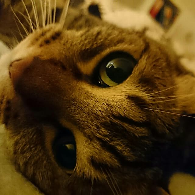 hyrax526さんの実例写真