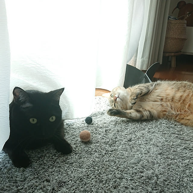 maikyさんの実例写真