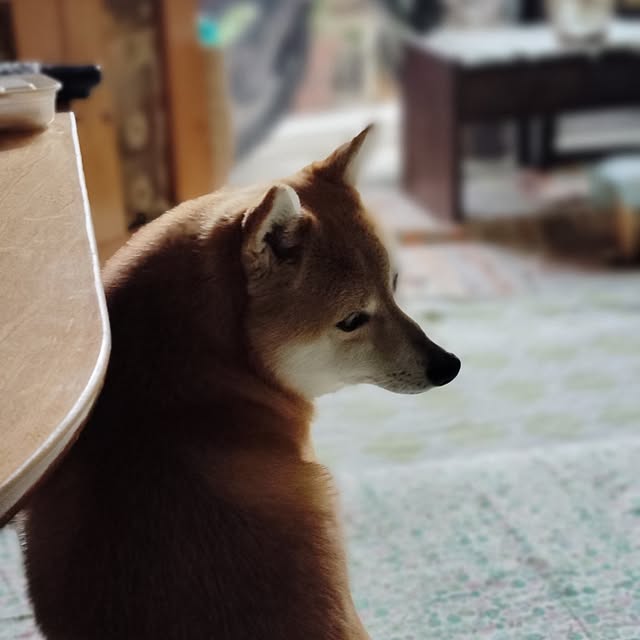 部屋全体/わが家の好きな風景/愛犬と暮らす/息子からの贈り物/花のある暮らし...などのインテリア実例 - 2024-05-25 13:58:16