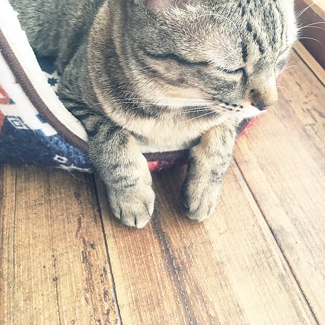 sayasさんの実例写真