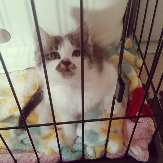 実例写真