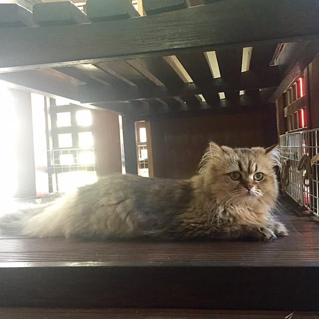butachanさんの実例写真