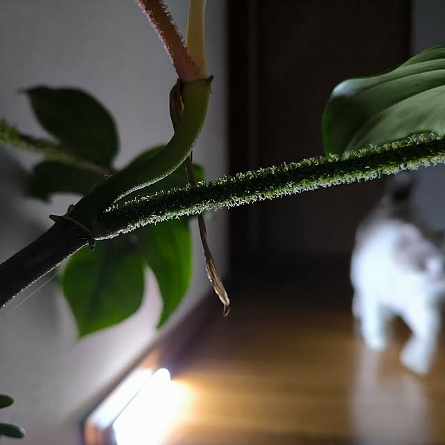 koyutan-mjmさんの部屋