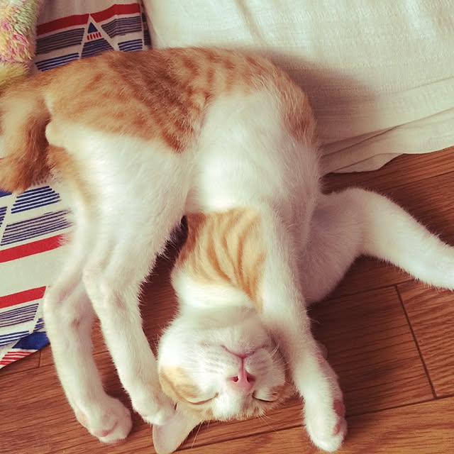 ennaさんの実例写真